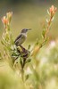 02 Orange-breasted Sunbird - female